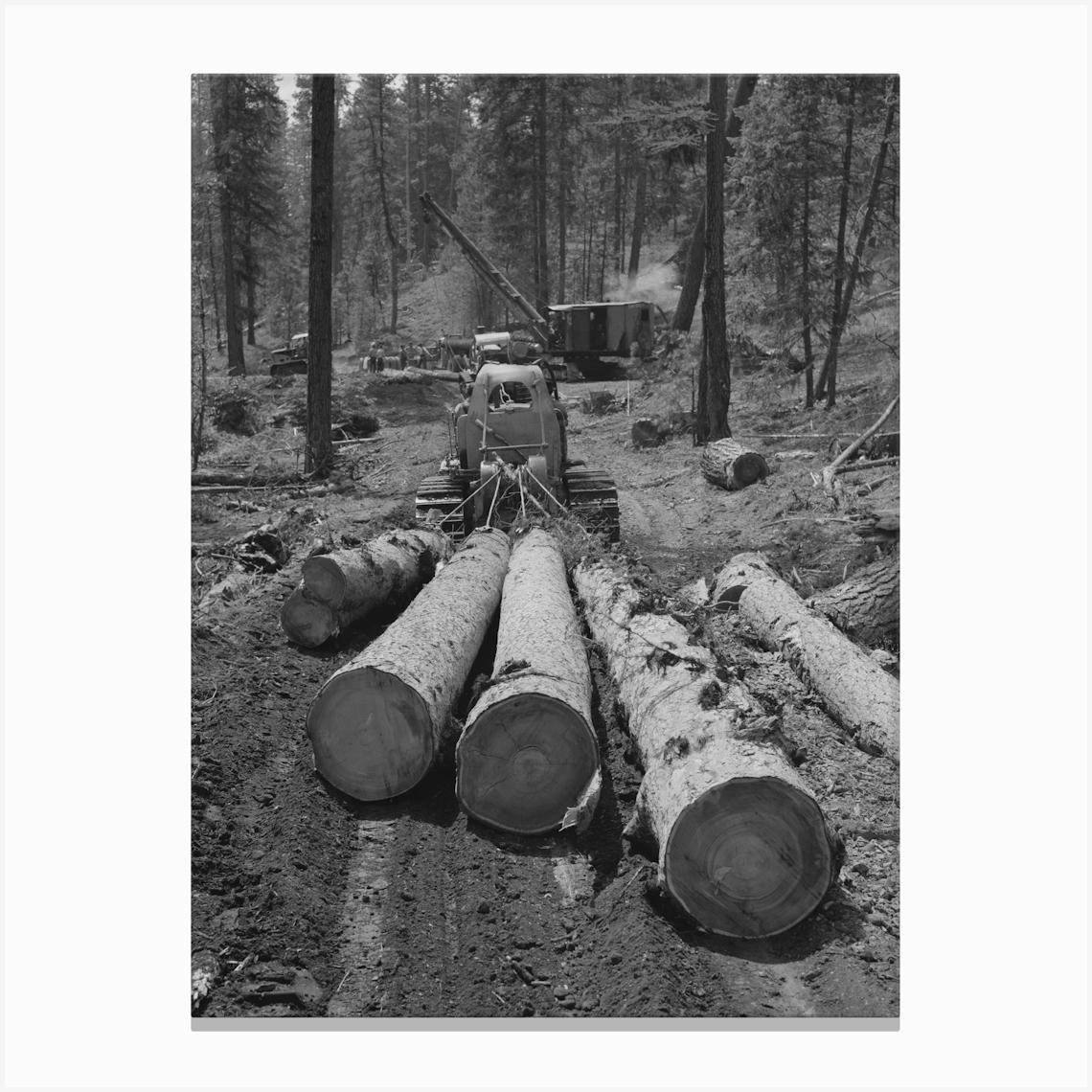 Grant County, Oregon, Malheur National Forest, Diesel Caterpillar Tractor Snaking Logs Out Of Woods By Russell Lee Canvas Print by Fy! Classic Art