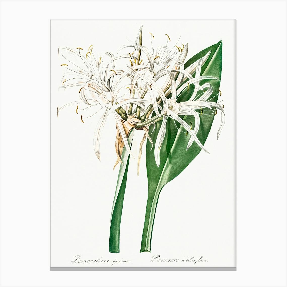 Green Tinge Spiderlily, Pierre Joseph Redoute Canvas Print by Fy! Classic Art Prints and Posters