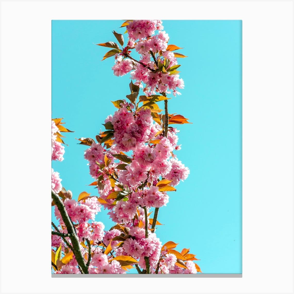Cherry Trees In Bloom 01 Canvas Print by Graziella Granata