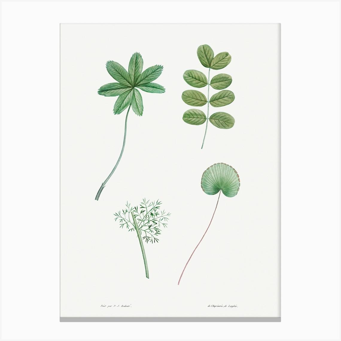 Tree Leaf Set from La Botanique de J. J. Rousseau, Pierre Joseph Redoute Canvas Print by Fy! Classic Art Prints and Posters