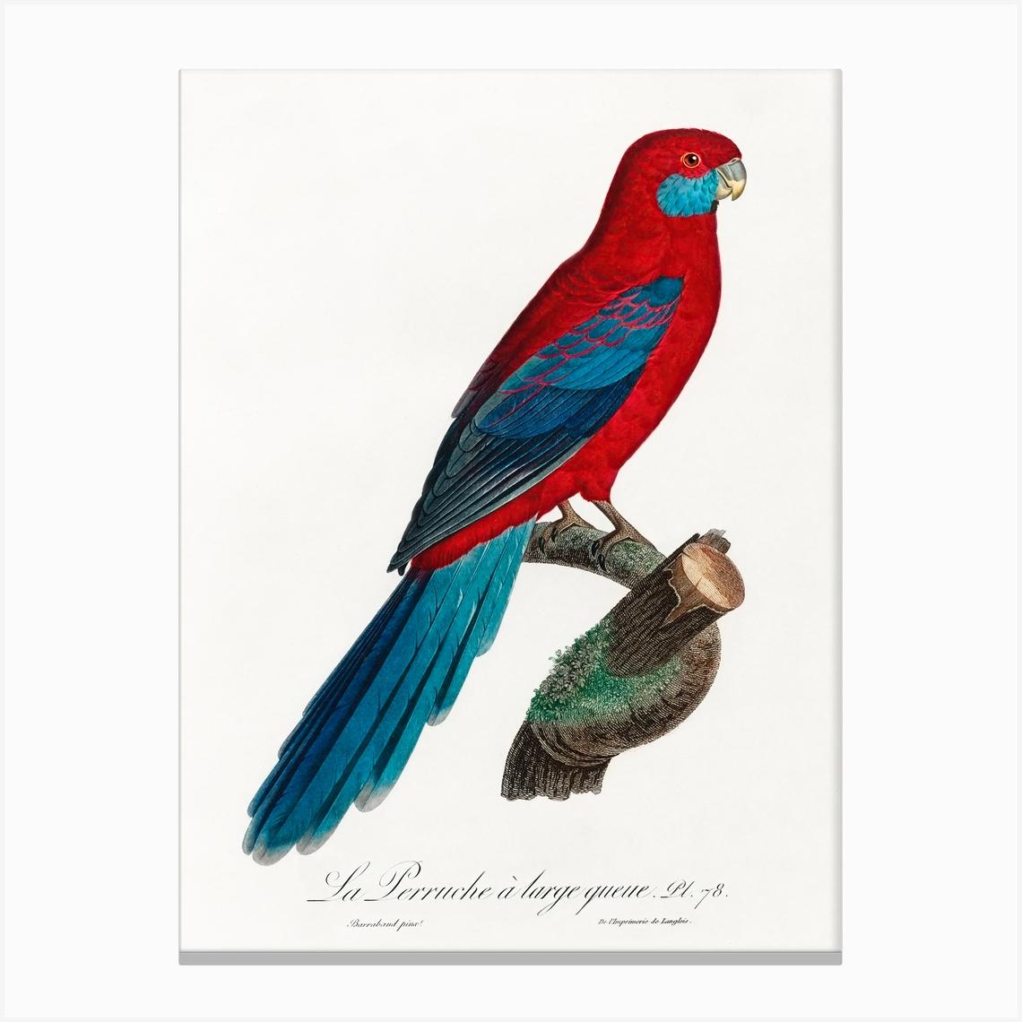 Crimson Rosella From Natural History Of Parrots, Francois Levaillant Canvas Print by Fy! Classic Art Prints and Posters