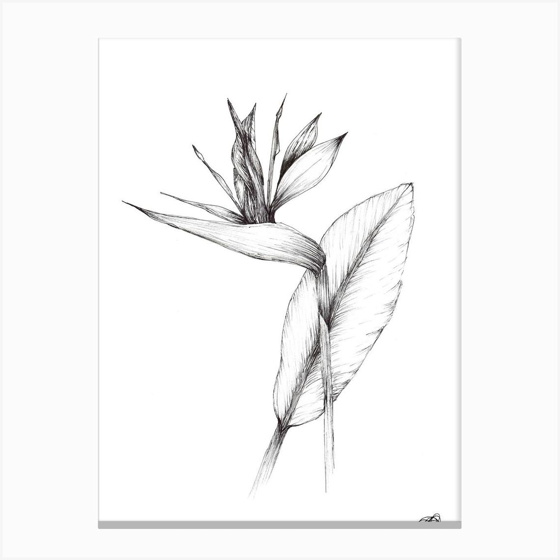 Black and White South African Strelitzia Toile