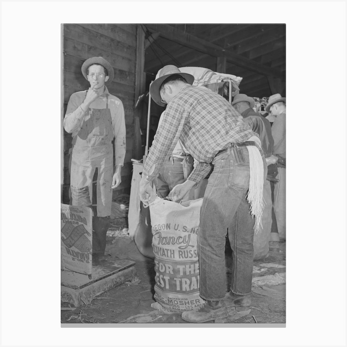 Sewing Up Sack Of Potatoes, Klamath County, Oregon By Russell Lee Canvas Print by Fy! Classic Art Prints and Posters