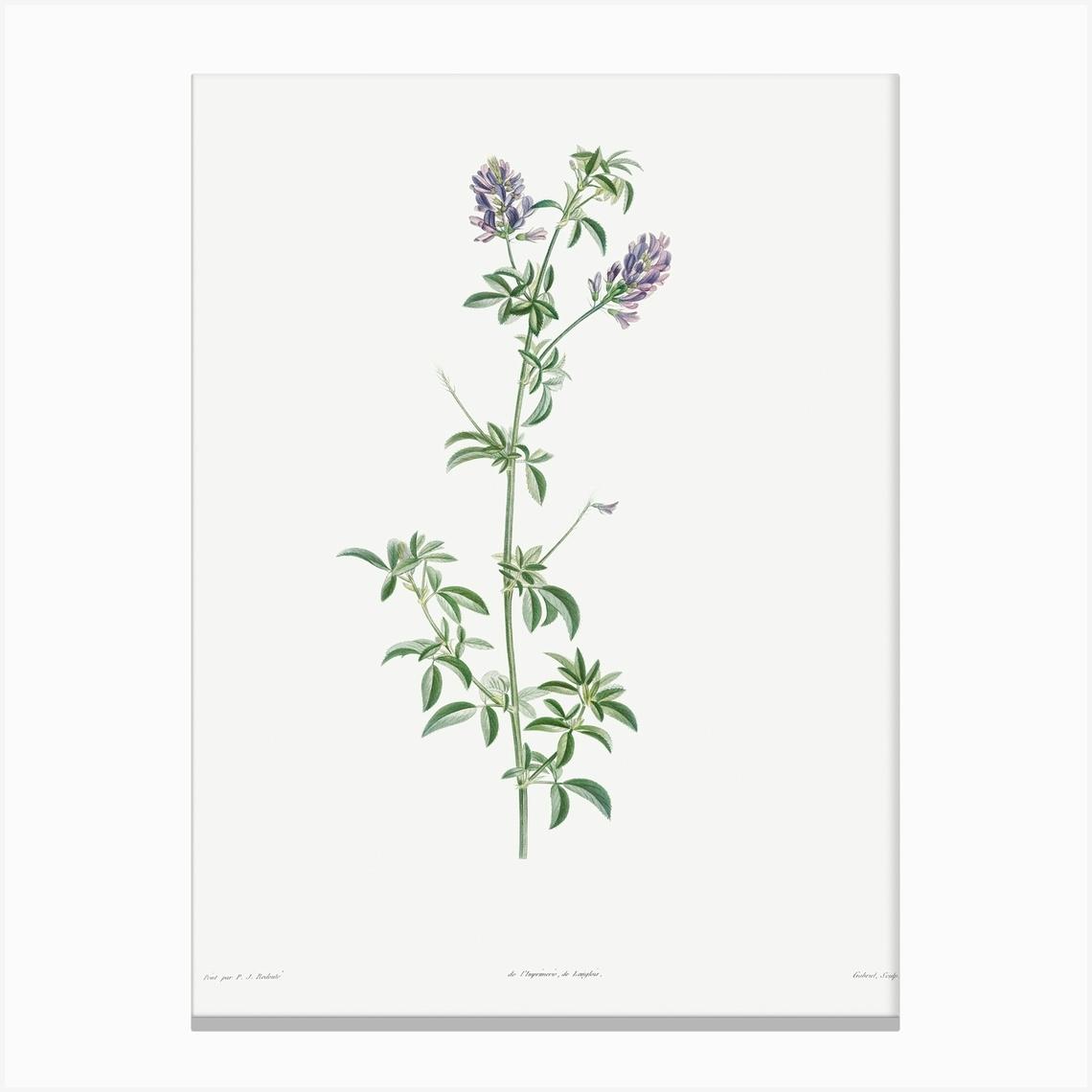 Spanish Clover From La Botanique de J. J. Rousseau, Pierre Joseph Redoute Canvas Print by Fy! Classic Art Prints and Posters