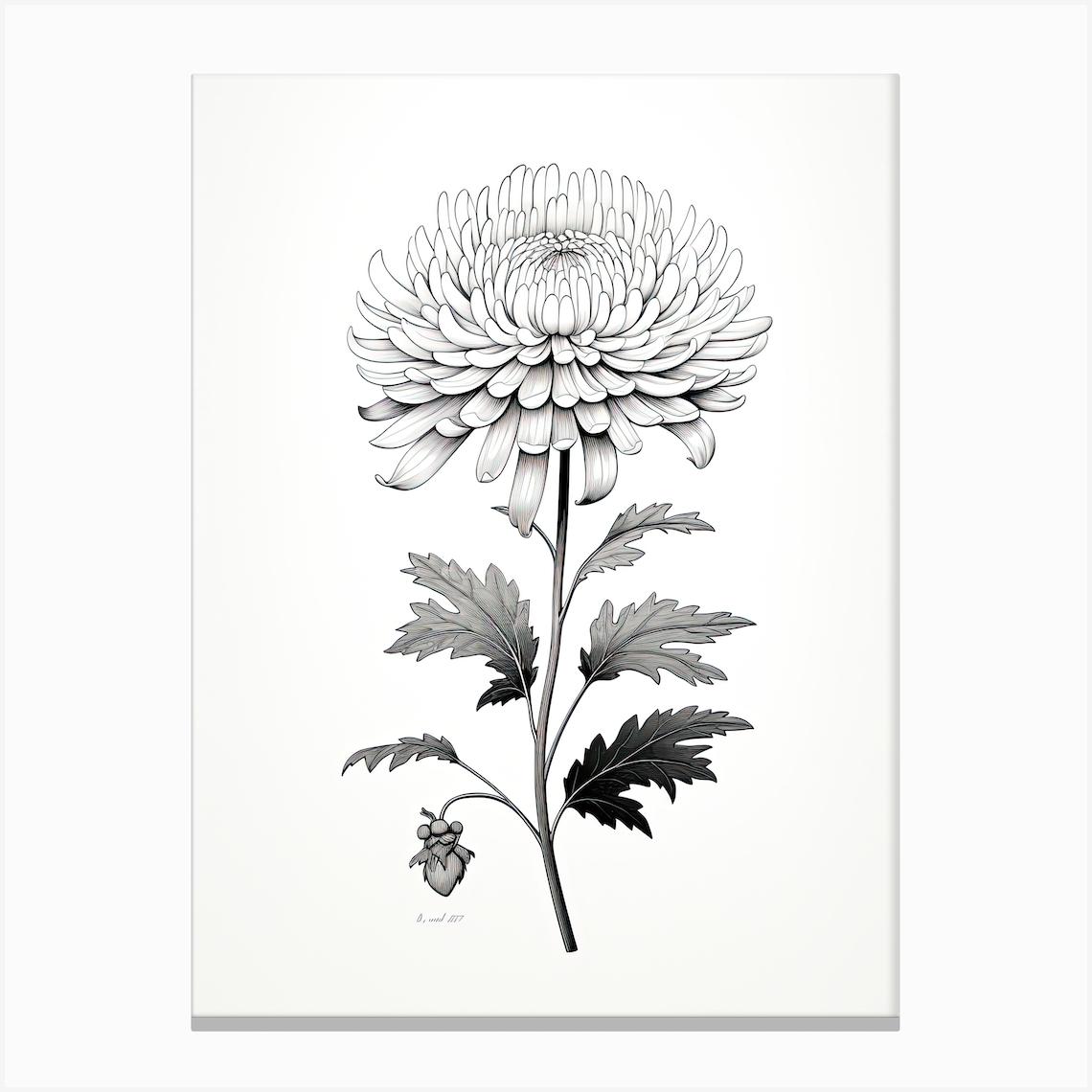 Chrysanthemums Flower Vintage Botanical 2 Stampe su tela