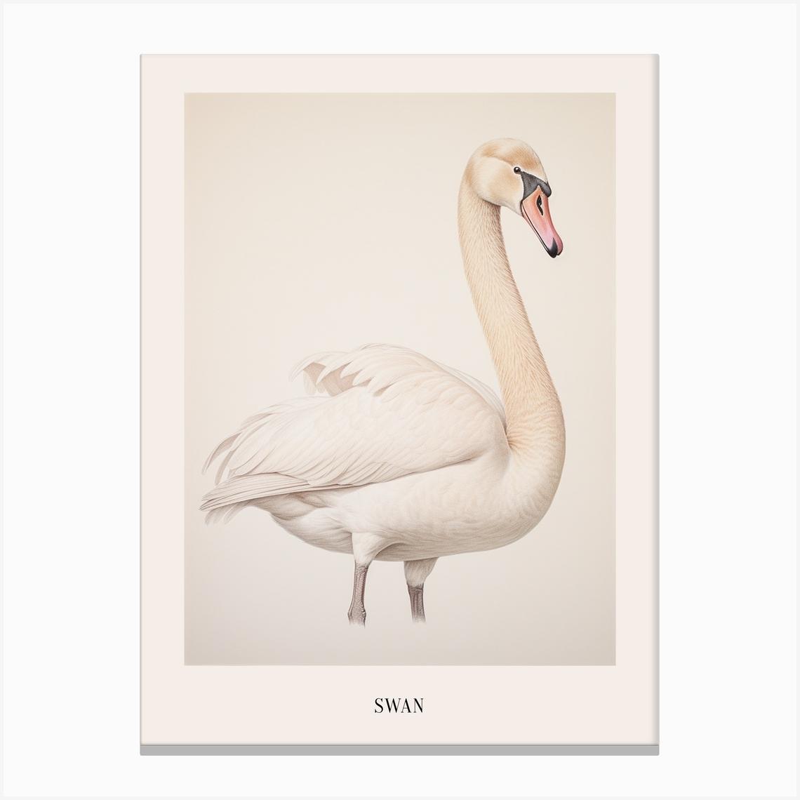 Vintage Bird Drawing Swan 1 Poster Canvas Print by Feathered Muse