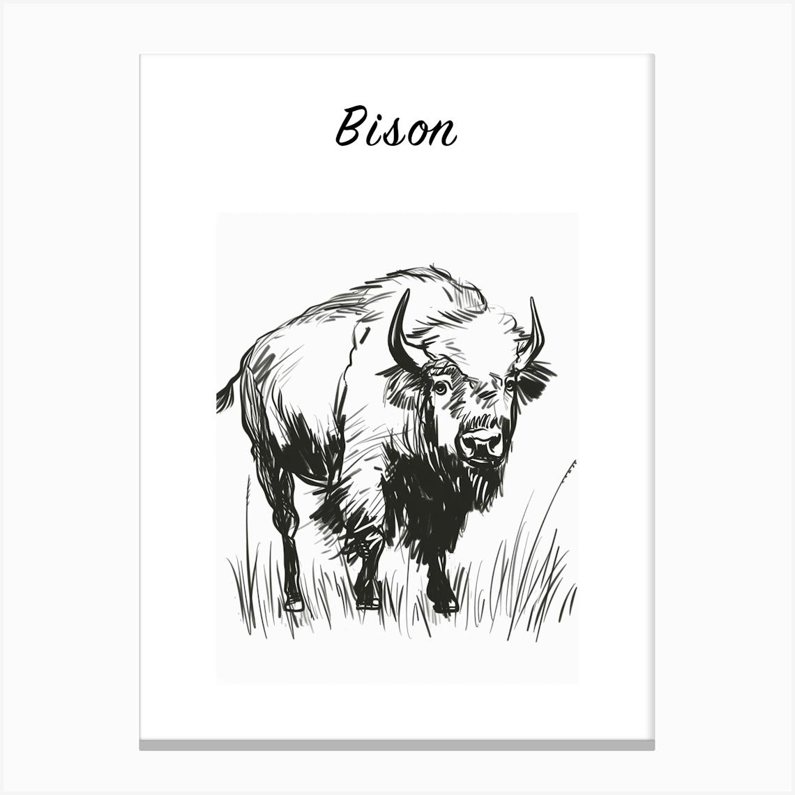 B&W Bison Poster Canvas Print by Scribble Studio