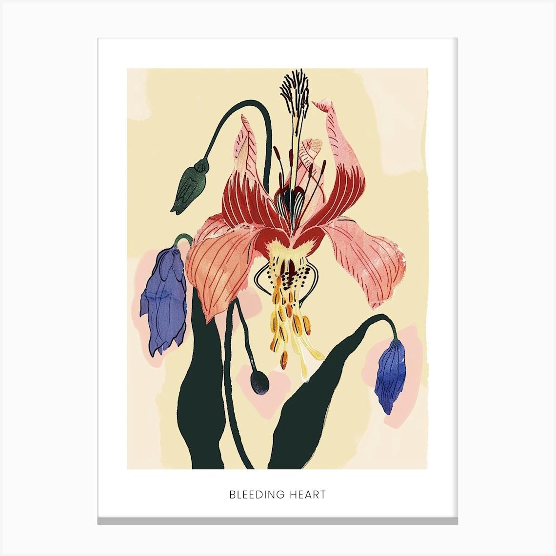 Colourful Flower Illustration Poster Bleeding Heart 5 Canvas Print by Botanic Studio