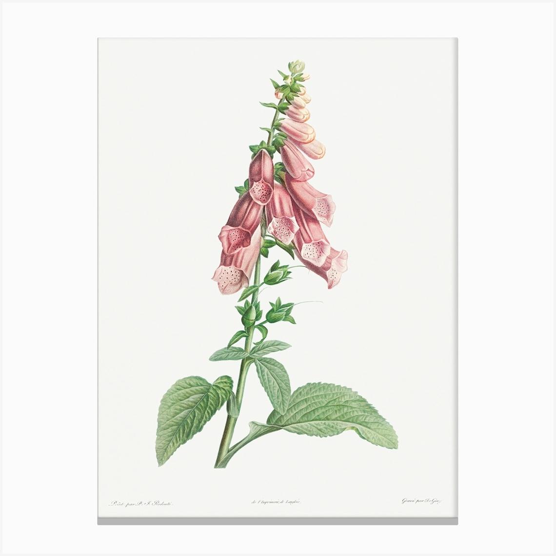 Foxgloves from La Botanique de J. J. Rousseau, Pierre Joseph Redoute Canvas Print by Fy! Classic Art Prints and Posters