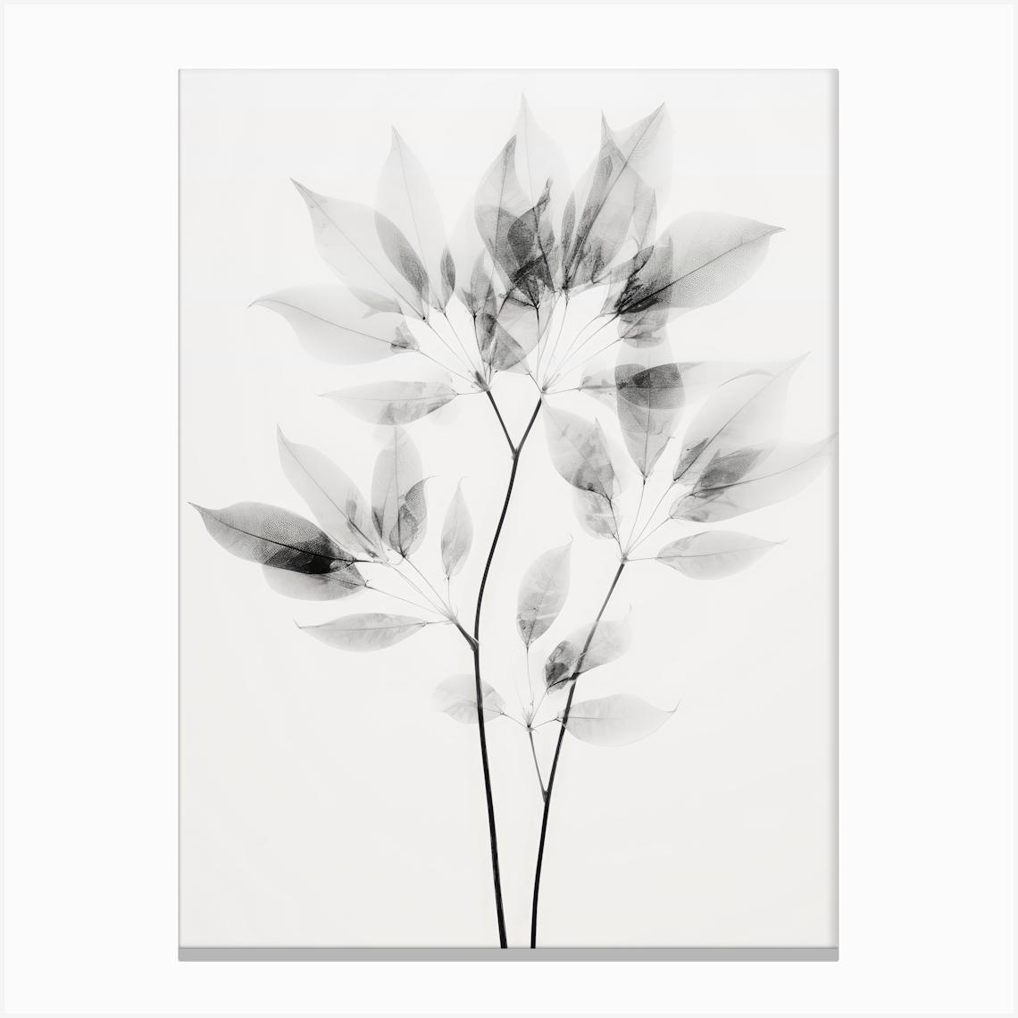 Transparent Botanic No 8 Stampe su tela