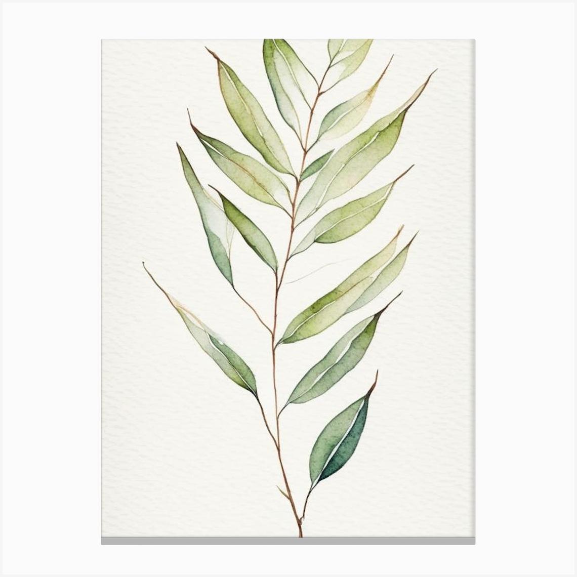 Willow Leaf Minimalist Watercolour 3 Canvas Print by Leaf & Stem Studio