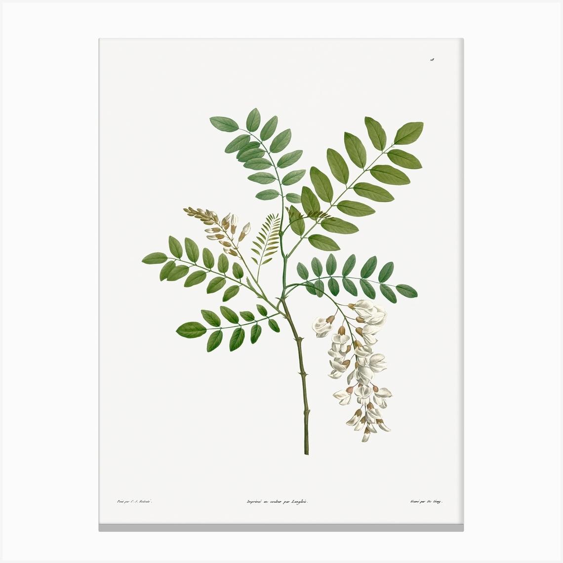 Acacia from La Botanique de J. J. Rousseau, Pierre Joseph Redoute Canvas Print by Fy! Classic Art Prints and Posters