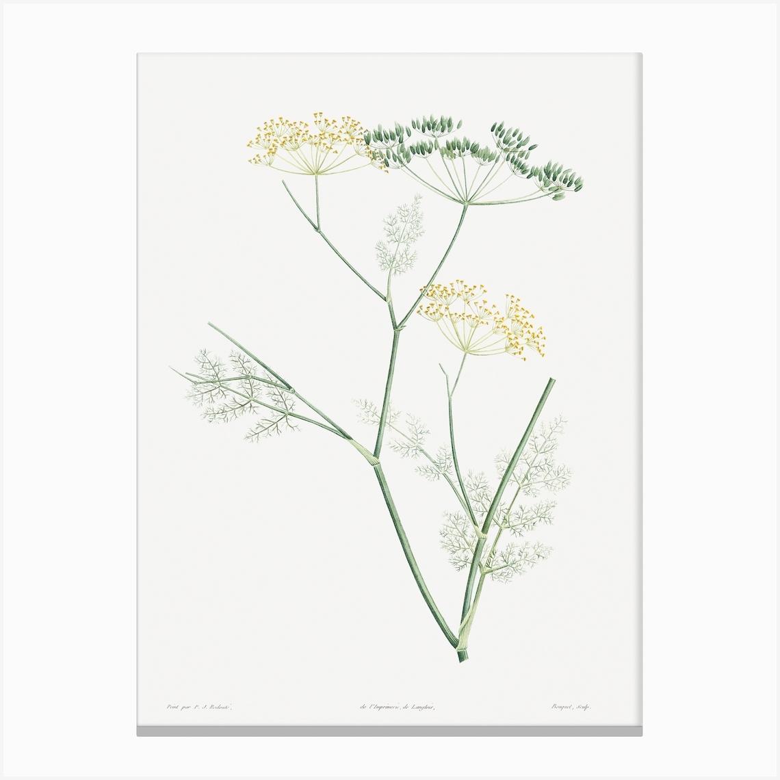 Fennel Flowering Plant From La Botanique De Jj Rousseau, Pierre Joseph Redouté Canvas Print by Fy! Classic Art Prints and Posters