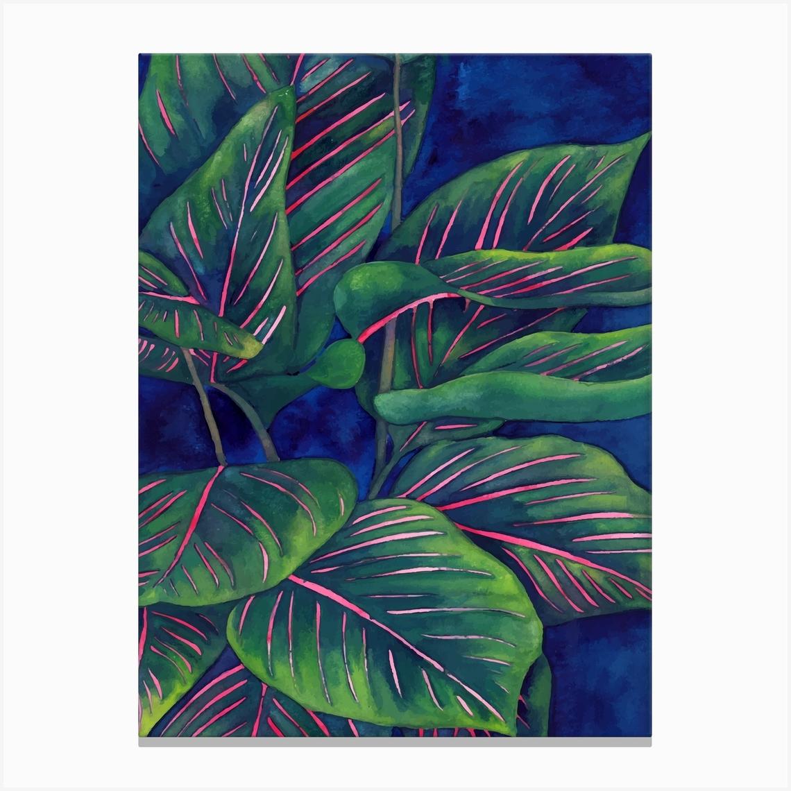 Calathea Ornata 1 Toile