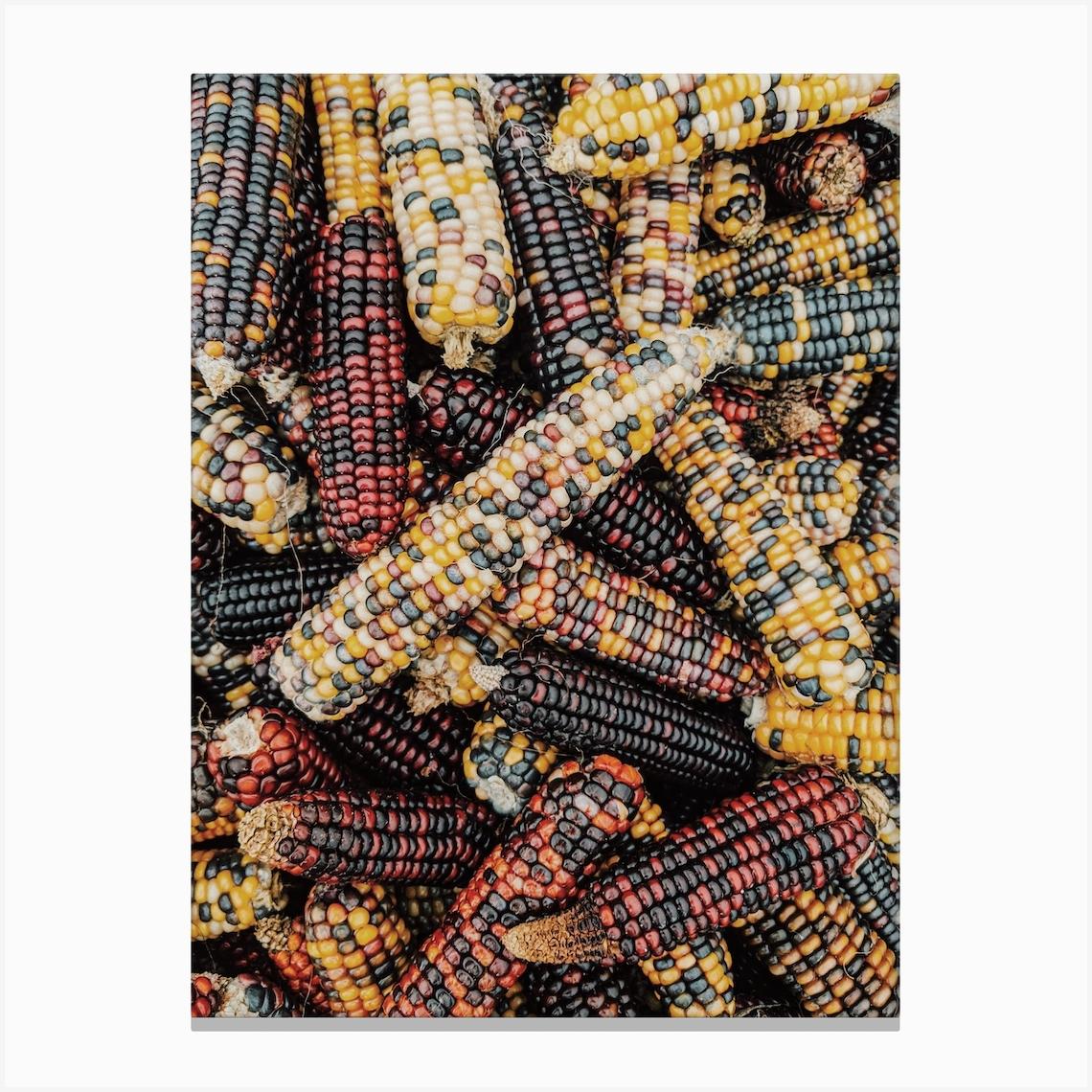 Indian Corn Canvas Print by Inkish Prints
