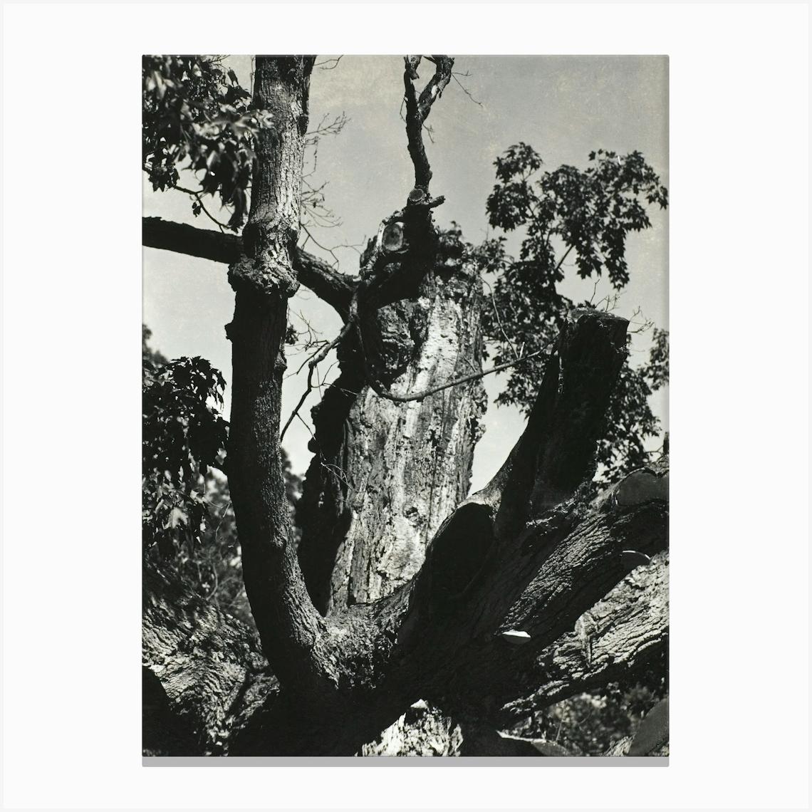 The Old Maple, Lake George (1912–1913), Alfred Stieglitz Canvas Print by Fy! Classic Art Prints and Posters