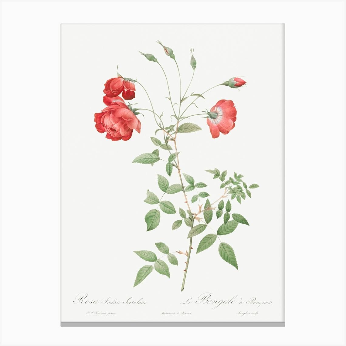 Red Rose, Also Known As Bengal In Bouquet, Pierre Joseph Redoute Canvas Print by Fy! Classic Art Prints and Posters