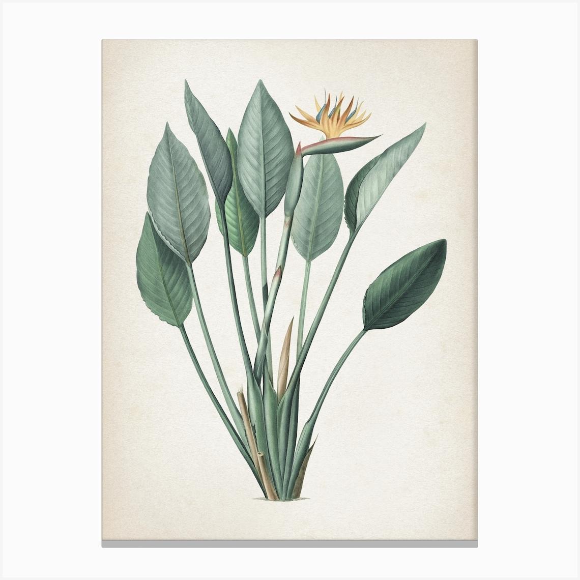 Vintage Redouté 2 Strelitzia Reginae Stampe su tela