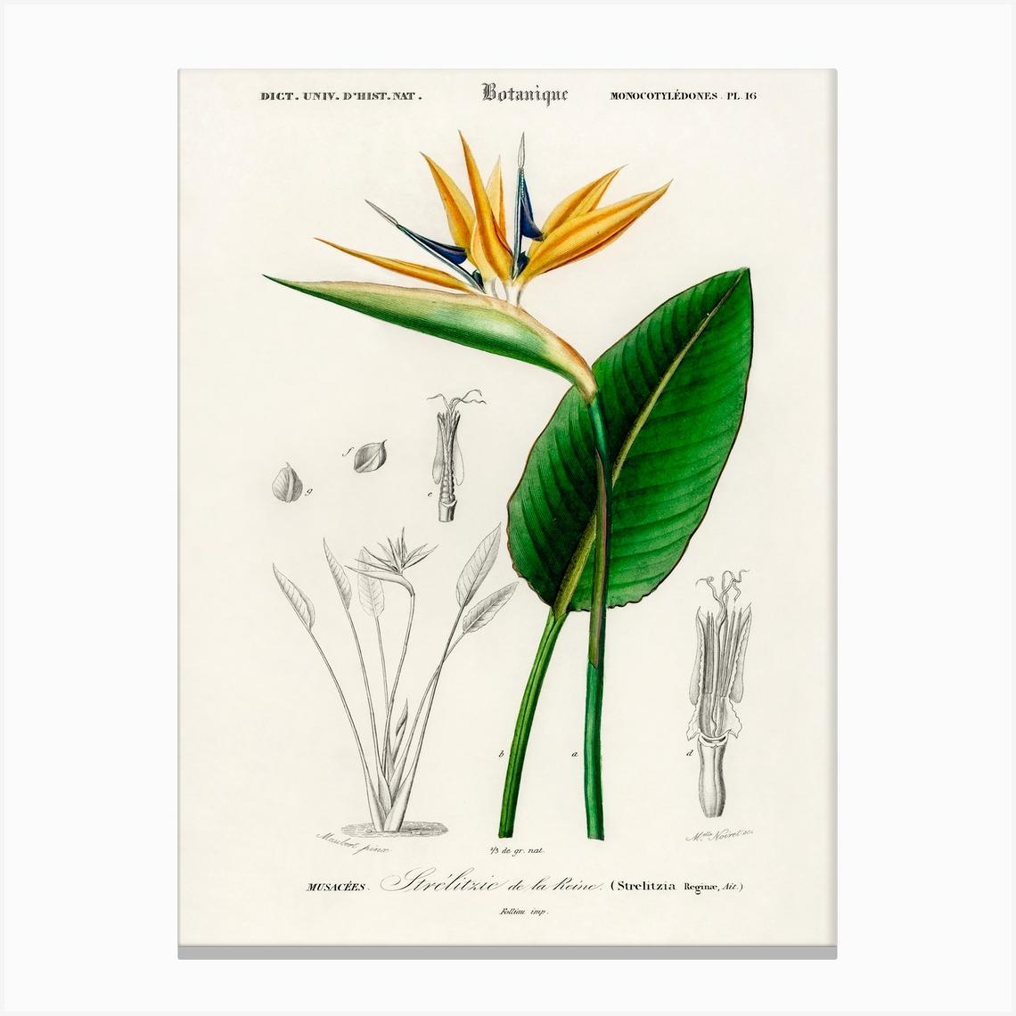 Bird Of Paradise (Strelitzia Reginae), Charles Dessalines D'Orbigny Lienzo