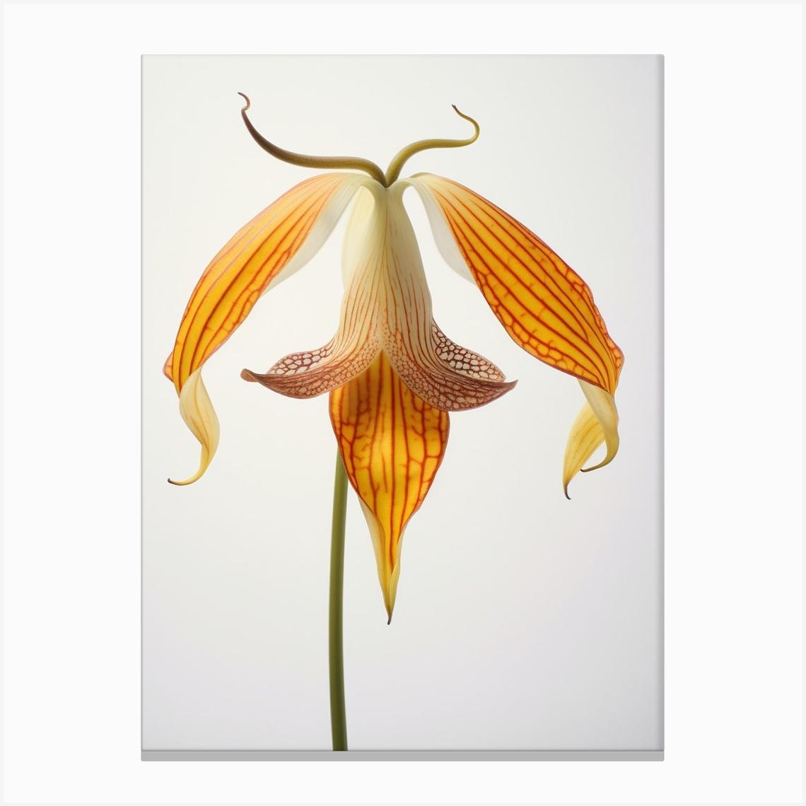 Pressed Wildflower Botanical Art Trout Lily Canvas Print by Botanic Studio