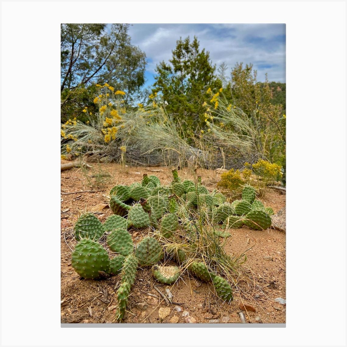 Cactus, Santa Fe, New Mexico Leinwandbild