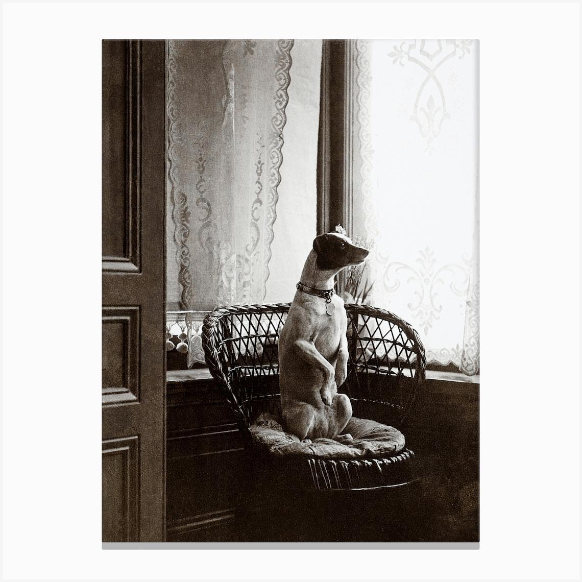 Sitting Dog In A Chair By A Window 1910 Canvas Print by Fy! Photography Archive