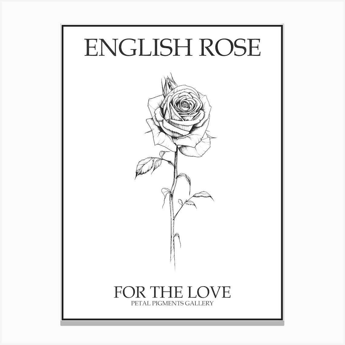 English Rose Black And White Line Drawing 16 Poster Canvas Print by Petal Pigments