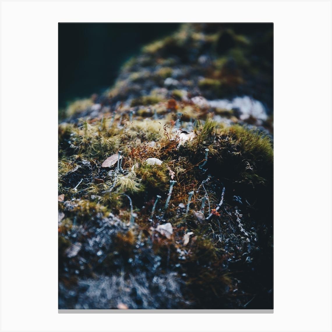 Patagonia Moss Canvas Print by Maggie Viegener