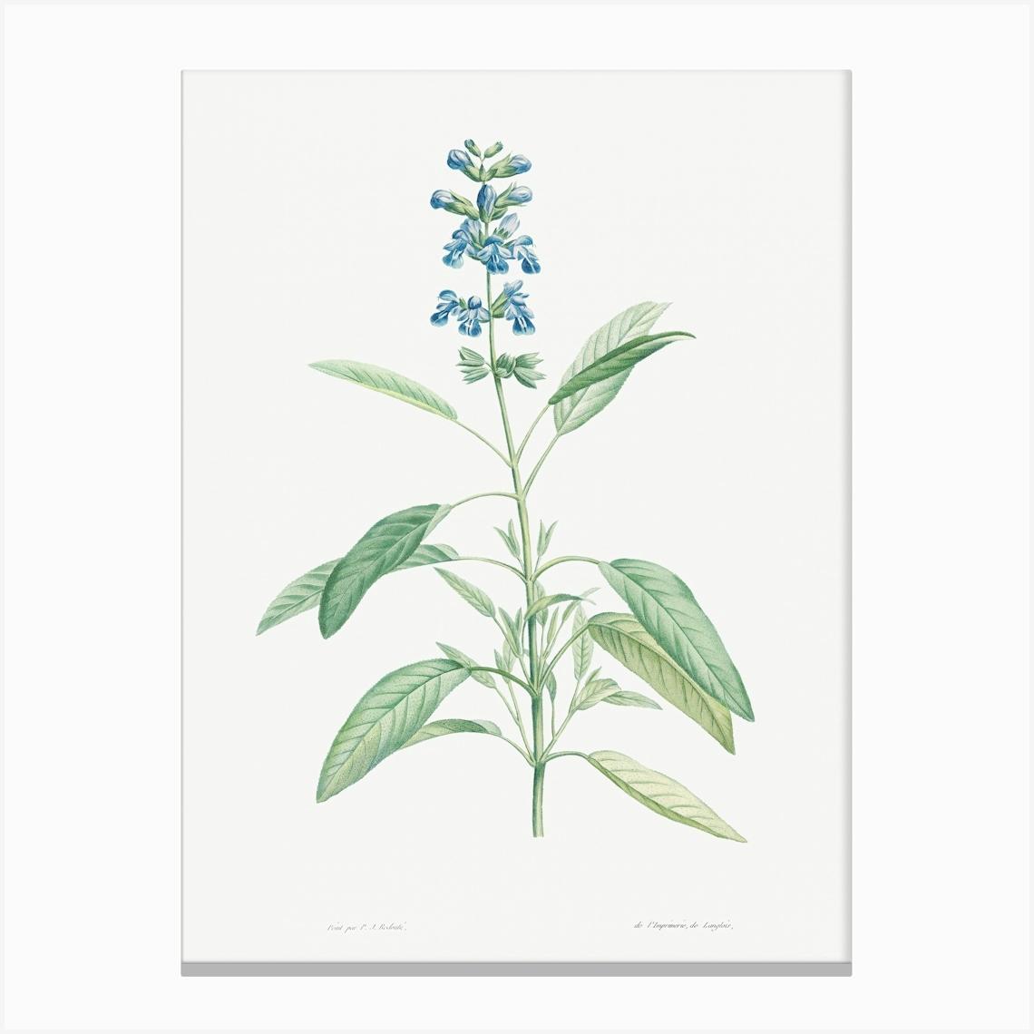Sage from La Botanique de J. J. Rousseau, Pierre Joseph Redoute Canvas Print by Fy! Classic Art Prints and Posters