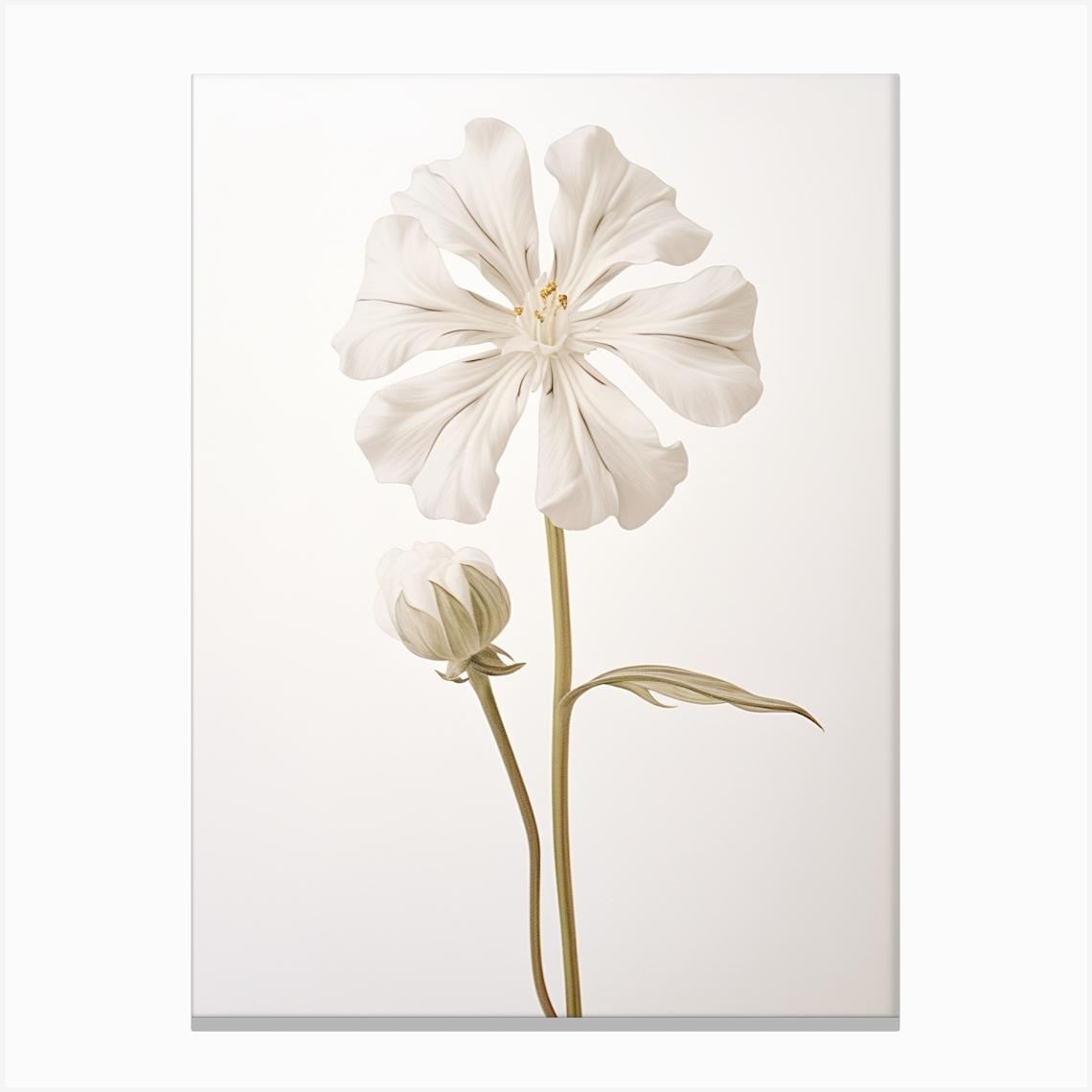 Pressed Wildflower Botanical Art White Campion 2 Canvas Print by Botanic Studio