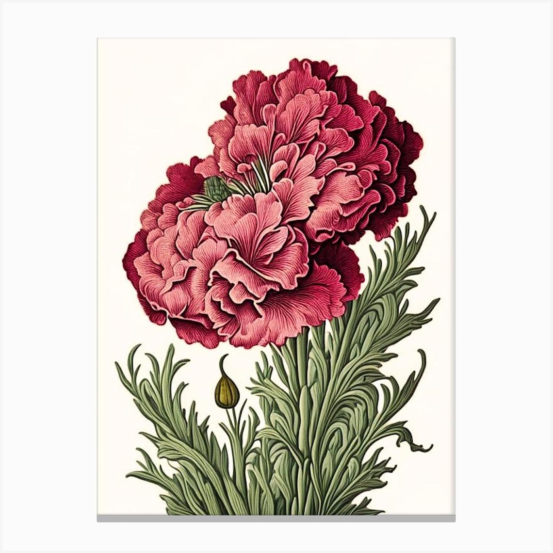Carnation 1 Floral Botanical Vintage Poster Flower Canvas Print by Petal Palette